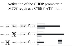 Activation of the CHOP promoter in
        MT58 requires a C/EBP ATF motif



-442   ATF   AP-1   ERSE   LUC



-442   ATF
             X
             AP-1   ERSE   LUC



-442
       X
       ATF   AP-1   ERSE   LUC
 