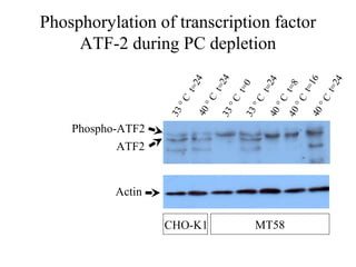 Phosphorylation of transcription factor
     ATF-2 during PC depletion




                                  4
                          4




                                                              6

                                                                     4
                                                 4
                              t=2




                                                           t=1
                      t=2




                                                                  t=2
                                              t=2

                                                     t=8
                                      t=0
                              C




                                                      °C
                     C




                                                                  C
                                                 C
                                    C

                                         °C
                             °
                      °




                                                  °



                                                               °
                                     °
                          40




                                                      40
                   33




                                                            40
                                         33

                                               40
                                  33
    Phospho-ATF2
            ATF2


           Actin

                   CHO-K1                   MT58
 