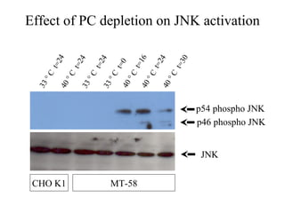 Effect of PC depletion on JNK activation

        4




                                       6

                                              4

                                                      0
                4

                       4



                                    t=1
    t=2




                                           t=2
                    t=2




                                                  t=3
            t=2




                           t=0
                               °C




                                                  C
   C




                                           C
            C

                    C

                           C



                                        °

                                                  °
    °




                   °
           °




                           °
                               40
 33




                                     40
                33




                                               40
                        33
        40




                                                          p54 phospho JNK
                                                          p46 phospho JNK


                                                           JNK


 CHO K1                    MT-58
 