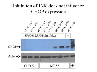 Inhibition of JNK does not influence
             CHOP expression


               4




                                                          6

                                                         4
                             4

                                      4




                                                        24
                                                      t=1
           t=2




                                                      t=2
                                   t=0
                                   t=2
                   t=0

                         t=2




                                                      t=
                                           °C
                                 C
          C




                                                    C
                                                   °C
                 C

                         C

                               C




                                                    °
           °




                                       °
                                °
                  °

                         °




                                           40
        33




                                                 40
                                    33
                             33




                                                40
               33

                      40                                -
         SP600125 JNK inhibitor


CHOP


Actin

        CHO K1                        MT-58                 +
 