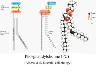 Phosphatidylcholine (PC)
(Alberts et al, Essential cell biology)
 