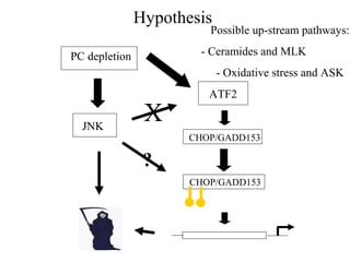 Hypothesis
                         Possible up-stream pathways:

PC depletion            - Ceramides and MLK
                            - Oxidative stress and ASK
                         ATF2

  JNK
                X
                      CHOP/GADD153

                ?
                      CHOP/GADD153
 