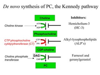 De novo synthesis of PC, the Kennedy pathway

                                  Choline        Inhibitors:
                            ATP                Hemicholium-3
Choline kinase
                            ADP                   (HC-3)
                        Phosphocholine

CTP:phosphocholine          CTP             Alkyl-lysophospholipids
cytidylyltransferase (CT)   PPi                     (ALP’s)
                             CDP-choline

Choline phosphate       DAG                      Farnesol and
transferase                 CMP                 geranylgeraniol
                                    PC
 