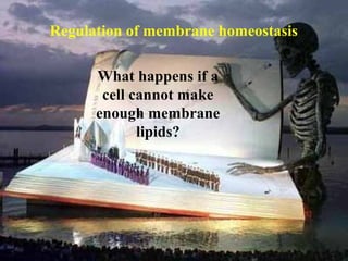 Regulation of membrane homeostasis

      What happens if a
       cell cannot make
      enough membrane
             lipids?
 