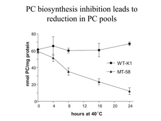 PC biosynthesis inhibition leads to
         reduction in PC pools
                     80
nmol PC/mg protein




                     60


                                                        WT-K1
                     40
                                                        MT-58

                     20



                      0
                          0   4   8       12     16    20   24
                                      hours at 40 °C
 