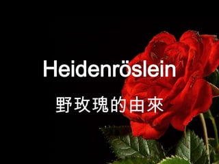 Heidenröslein
 野玫瑰的由來
 