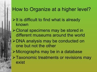 How to Organize at a higher level? It is difficult to find what is already known Clonal specimens may be stored in different museums around the world DNA analysis may be conducted on one but not the other Micrographs may be in a database Taxonomic treatments or revisions may exist 