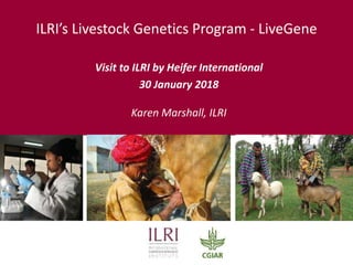 ILRI’s Livestock Genetics Program - LiveGene
Visit to ILRI by Heifer International
30 January 2018
Karen Marshall, ILRI
 