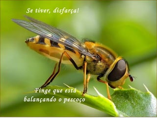 Se tiver, disfarça! Finge que está balançando o pescoço  