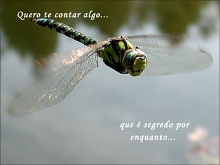 Quero te contar algo... que é segredo por enquanto...  