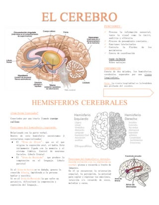 EL CEREBRO
HEMISFERIOS CEREBRALES
FUNCIONES:
 Procesa la información sensorial,
tanto la visual como la táctil,
auditiva y olfatoria.
 Proceso de pensamiento consiente..
 Funciones intelectuales
 Controla la Fluidez de los
movimientos
 Centro de coordinación
CASO CLÍNICO
Niños salvajes
CONFORMACIÓN
Consta de dos mitades, los hemisferios
cerebrales separados por una cisura
longitudinal.
Nota: La cisura longitudinal es la hendidura
más profunda del cerebro.
¿Cómo Están Conectados?
Conectados por una tracto llamado cuerpo
calloso
Funciones del hemisferio izquierdo.
Relacionado con la parte verbal.
Dentro de este hemisferio encontramos 2
estructuras especializadas:
 El “Área de Broca”, que es el que
origina la expresión oral, el habla. Está
íntimamente ligada con la memoria y el
sistema límbico. Control de neuronas
faciales. Lóbulo frontal
 El “Área de Wernicke”, que produce la
comprensión en el lenguaje. Lóbulo
parietal
Si el Área de broca se ve dañada, genera la
conocida Afasia, impidiendo a la persona
hablar y escribir.
Si es el Área de Wernicke la que sufre un
perjuicio, dificultará la comprensión y
expresión del lenguaje..
Funciones del hemisferio derecho.
Guarda relación con la expresión no
verbal; piensa y recuerda a través de
imágenes.
En él se encuentran la orientación
espacial, la percepción, la potestad
para captar y expresar tus emociones,
intuición y/o recuerdo de voces,
melodías y caras.
 