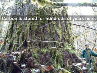 Carbon is stored for hundreds of years here. 