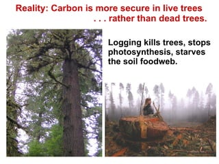 Reality: Carbon is more secure in live trees  . . . rather than dead trees. Logging kills trees, stops photosynthesis, starves the soil foodweb. 
