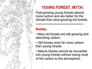 <ul><li>YOUNG FOREST  MYTH: </li></ul><ul><li>Fast-growing young forests absorb more carbon and are better for the climate...