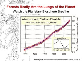 Forests Really Are the Lungs of the Planet Watch the Planetary Biosphere Breathe Keeling Curve , http://heartspring.net/images/atmospheric_carbon_dioxide.gif 