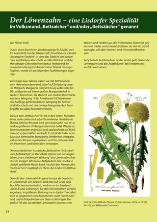 54
54
Von Heiner Groß
Durch einen Bericht im Wochenspiegel SLS/MZG vom
12. April 2020 mit der Überschrift„Tina Klösters schreibt
Löwenzahn-Gedicht“, in dem das Gedicht der jungen
Frau aus Wadern-Morscholz veröffentlicht ist und der
Morscholzer Ortsvorsteher Markus Wollscheid ein
Löwenzahn-Rezept im Morscholzer Dialekt hinzuge-
fügt hat, wurde ich zu folgenden Ausführungen ange-
regt.
Vor knapp zwei Jahren waren wir mit 40 Personen
vom Heimatkundeverein Lisdorf auf Einladung unse-
res Mitglieds Margareta Roßport-Kneip anlässlich der
SR-Landpartie auf ihrem großen Margaretenhof in
Wadern-Morscholz. Sie stammt von Lisdorf-Holzmühle
aus dem Jahrgang 1938. Annähernd 10 Teilnehmer
des Ausflugs gehören diesem Jahrgang an. Seither
sind Morscholz und der dortige Margaretenhof feste
Begriffe bei allen Reiseteilnehmern.
Zurück zum„Bettsaicher“! Er ist in den ersten Monaten
eines jeden Jahres in Lisdorf in mehrerer Hinsicht ein
Thema. Meines Wissens wird der Löwenzahn nur in Lis-
dorf in größerem Umfang als Gemüse-Salat-Pflanze zu
Erwerbszwecken angebaut und saarlandweit auf Märk-
ten und in Geschäften verkauft. Er ist jährlich der erste
Salat aus heimischer Erzeugung. Wiederholt verspeist,
soll er den Körper regenerieren und ihn mit essentiel-
len Vitaminen und Mineralien versorgen.
Die mundartlichen Ausdrücke„Bettsaicher“ in Lisdorf
und„Bettsäächer“ in Morscholz rühren von der angeb-
lichen„Harn treibenden Wirkung“ des Löwenzahns her.
Die vor einigen Jahren aus Mitgliedern des LiGeKa in
Lisdorf gebildete Musik-Band hat sich den Namen„the
[bad]saichers“ zugelegt, zu Ehren des Lisdorfer„Bettsai-
chers“.
Obwohl der Löwenzahn in ganz Europa als Gewächs
in Gesellschaft von Gräsern und Klee auf Grün- und
Brachflächen verbreitet ist, wird er nur im Saarland
und in Elsass-Lothringen für den menschlichen Verzehr
angebaut, in größerem Umfang nur in Lisdorf. Verzehrt
wird er, abgesehen von Ausnahmen, auch nur im Saar-
land und in Teilgebieten von Elsass-Lothringen. Der
größte Teil des verzehrten Löwenzahns stammt von
Wiesen und Feldern aus der freien Natur. Dieser ist grü-
ner und härter und schmeckt bitterer als der in Lisdorf
erzeugte, soll aber vitamin- und mineralstoffreicher
sein.
Sehr beliebt bei Naturfans ist der schön gelb blühende
Löwenzahn und die„Pusteblume“ bei Kindern und
auch Erwachsenen.
Der Löwenzahn – eine Lisdorfer Spezialität
Im Volksmund„Bettsaicher“ und/oder„Bettsäächer“ genannt
Prof. Dr. Otto Wilhelm Thomé [Public domain, GFDL or CC-BY-
SA-3.0], via Wikimedia Commons
 