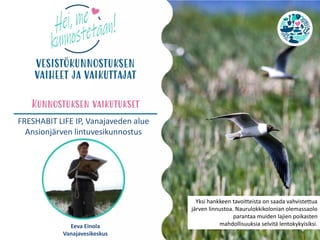 FRESHABIT LIFE IP, Vanajaveden alue
Ansionjärven lintuvesikunnostus
Eeva Einola
Vanajavesikeskus
Yksi hankkeen tavoitteista on saada vahvistettua
järven linnustoa. Naurulokkikolonian olemassaolo
parantaa muiden lajien poikasten
mahdollisuuksia selvitä lentokykyisiksi.
 