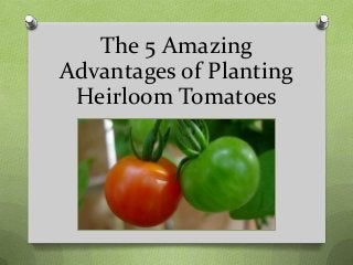 The 5 Amazing
Advantages of Planting
Heirloom Tomatoes
 