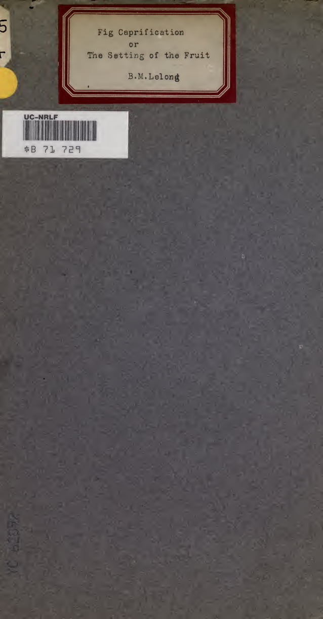 Fig Caprification Or the Setting of the Fruit by Byron Martin Lelong