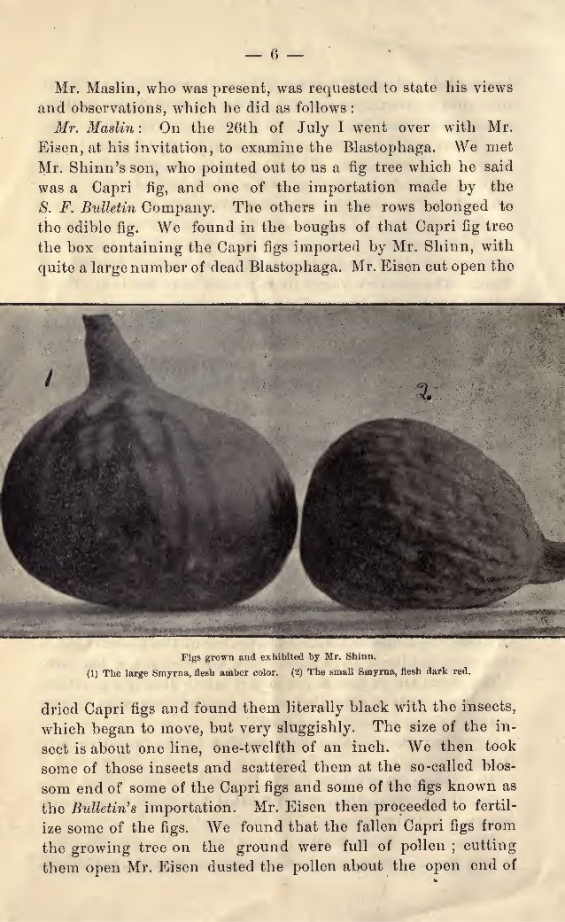 Fig Caprification Or the Setting of the Fruit by Byron Martin Lelong…