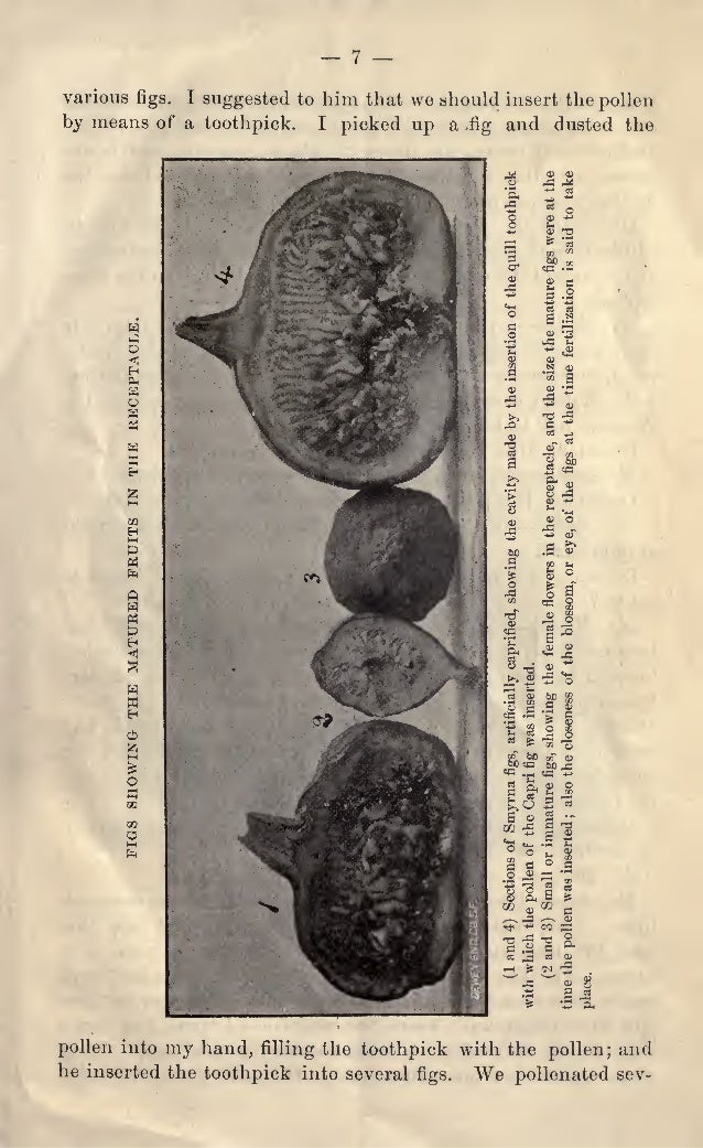 Fig Caprification Or the Setting of the Fruit by Byron Martin Lelong…