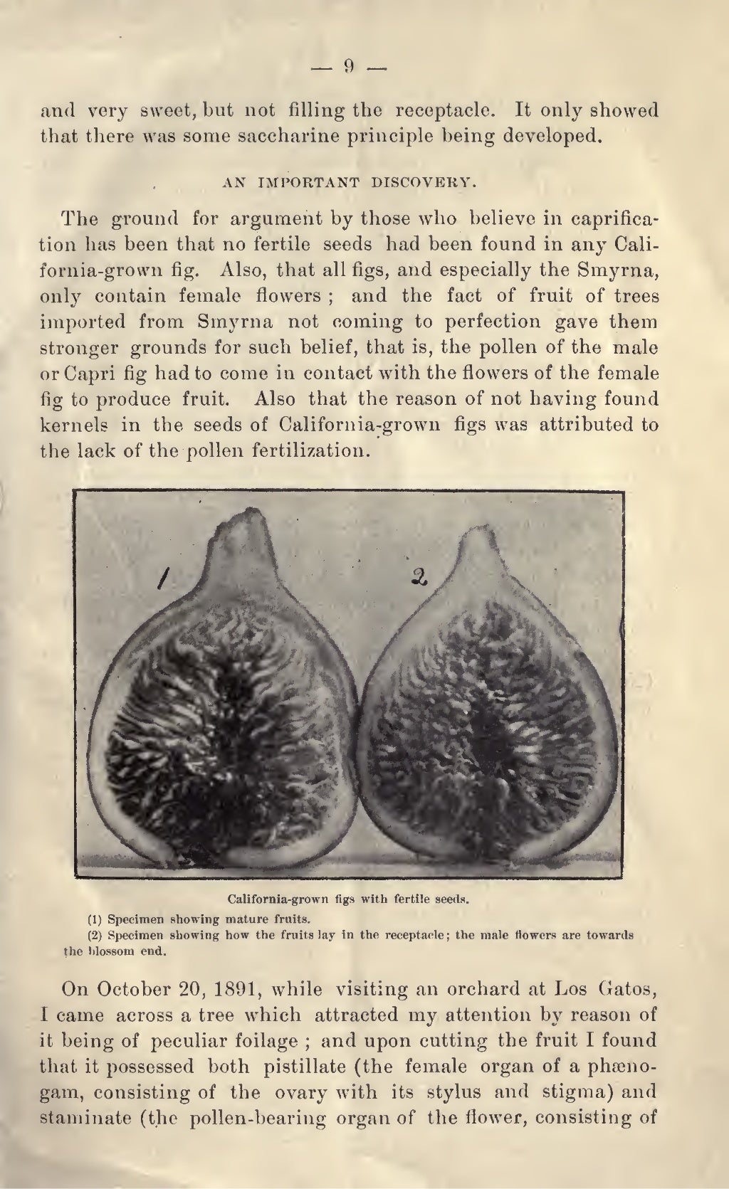 Fig Caprification Or the Setting of the Fruit by Byron Martin Lelong…