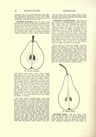 78                 BEURRE D'ANJOU                                                                         BEURRE BOSC
overspread with russet around the basin ; dots                   numer-    sweet and                spicy, with a rich aromatic flavor    ;  quality
ous, small, russet, conspicuous   flesh tinged with
                                     ;                           yellow,   very good            ;   core large, closed   core-lines clasping
                                                                                                                         ;                    calyx-
                                                                                                                                                  ;

firm, fine-grained, crisp, buttery, juicy, sweet         ;       quality   tube short,              wide, conical ; seeds large, wide, long, plump,
very good ; core closed, abaxile calyx-tube long,
                                         ;                       narrow,   acuminate,               tufted at the tips.
funnel-shape ; seeds narrow, plump, acute.
                                                                              BEURRE D'ARENBERG.             The fruits of
     BEURRE D'ANJOU.         Fig. 72. Anjou. Nee                           this variety are distinguished by their refresh-
plus Meuris. Beurre d'Anjou is a standard mar-                             ing, vinous taste and long-keeping qualities.
ket pear for late fall and early winter, its season
                                                                           Very often, however, they do not ripen in
lasting until well into January.      As an early                          eastern America, and when not properly rip-
winter pear, it has no superior and few equals                             ened the pears are highly acidulous and so
in appearance and quality of fruit. The pear is
                                                                           astringent as to be almost intolerable to the
of a distinct type large, very uniform, the sides                          taste.  The frequency with which these poor
.slightly unequal, smooth of skin, yellow, marked                          fruits are borne, always on heavy, cold clays
                                                                           and in cold climates, coupled with rather small,
                                                                           short-lived trees, condemn the variety for most
                                                                           pear regions in the East. In the far West, the
                                                                           crop ripens better and the pears are excellent
                                                                           winter fruits. The variety is an old Belgian
                                                                           one, the origin of which is in dispute.
                                                                              Tree medium in size and vigor, upright, very hardy
                                                                           and very productive       trunk and branches medium in
                                                                                                                ;

                                                                           thickness and smoothness.      Leaves 3 inches long, 1%
                                                                           inches wide apex taper-pointed margin glandless, finely
                                                                                                    ;                        ;

                                                                           serrate  ;petiole 1            %
                                                                                                  inches long.  Fruit ripe December-
                                                                           January     large, obovate-pyriform, ribbed
                                                                                        ;                                 stem 1 inch
                                                                                                                                    ;

                                                                           long, thick, fleshy at the base, obliquely inserted  cavity        ;

                                                                           lacking,  drawn up in an oblique lip about the stem ;
                                                                           calyx small, closed, lobes short, sometimes lacking                            ;

                                                                           basin deep, smooth ; skin roughish, thick, uneven     color                ;

                                                                           greenish-yellow    becoming yellow at maturity, with
                                                                           patches and tracings of russet especially around the
                                                                           calyx end     dots numerous, cinnamon-russet ; flesh white,
                                                                                            ;


                                                                           very juicy, melting, vinous or acidulous ; quality very
                                                                           good ; core large ; seeds large, roundish, plump.




                     72.    Beurre d'Anjou.
and dotted with russet, with n, faint blush,
and borne on a very short, thick stem. The
yellowish-white fleshis firm but tender, slightly
granular, very juicy, sweet and spicy, with a
rich vinous flavor.  Uniformity of shape and
the smooth skin are marked and constant char-
acters. The fruits of this pear are not always
up to their best, but they are never poor in
quality.  The trees are vigorous, hardy, grow
rapidly and come in bearing early, but have
the serious fault of being uncertain croppers.
Of all winter pears, none is more valuable for
commercial or home orchards than Beurre
d'Anjou. It is an old French pear, the origin
of    which   is    obscure.

   Tree large, vigorous, spreading, hardy, an uncertain
bearer ; trunk smooth      branches slightly zigzag, with
                             ;

few small lenticels. Leaves 3% inches long, 1% inches
wide, elongated-oval, thin, leathery  apex taper-pointed
                                                 ;                    ;

margin nearly  entire or crenate   petiole 2 inches long.
                                             ;

Flowers    1%      inches
                      across, showy, in dense clusters,
from 8 to 12 buds in a cluster. Fruit ripe November-
December; large,      3%
                      inches long, 3 inches wide, uniform
in size, oblong-obovate-pyriform, with surface irregular
in outline but with smooth skin, sides slightly unequal,
uniform in general shape stem    ;           ^
                                    inch long, short, very
thick and woody ; cavity obtuse, shallow, slightly rus-                                                   73.       Beurre Bosc.
seted and furrowed, usually lipped     calyx open ; lobes
                                                     ;


separated at the base, long, narrow, acuminate       basin
shallow, narrow, obtuse, smooth, symmetrical and regu-
                                                             ;
                                                                             BEURRE       BOSC. Fig. 73. Bosc. The
lar ; skin thin, tender, smooth, dull ; color greenish                     fruits of Beurre Bosc are nearly flawless in
becoming quite yellow, clouded with russet around the                      every character. They at once receive appro-
basin and occasionally with very fine russet lines and
markings ; dots many, small, russet, conspicuous ; flesh                   bation from all who see them by virtue of
white, firm but granular, tender, buttery, very juicy,                     their uniquely beautiful color and shape, in
 