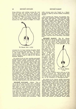 Cyclopedia of Hardy Fruits; by U. P. Hedrick (1922) 
