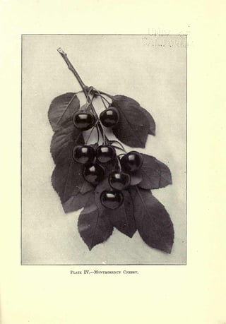 Cyclopedia of Hardy Fruits; by U. P. Hedrick (1922) 