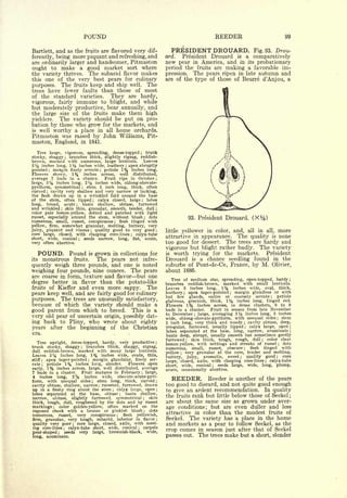 Cyclopedia of Hardy Fruits; by U. P. Hedrick (1922) 