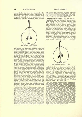 Cyclopedia of Hardy Fruits; by U. P. Hedrick (1922) 