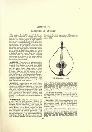 Cyclopedia of Hardy Fruits; by U. P. Hedrick (1922) 