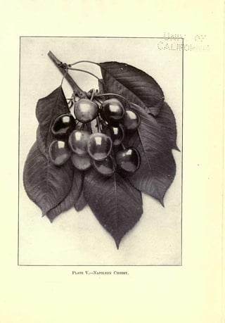 Cyclopedia of Hardy Fruits; by U. P. Hedrick (1922) 