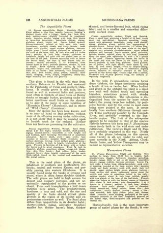 Cyclopedia of Hardy Fruits; by U. P. Hedrick (1922) 