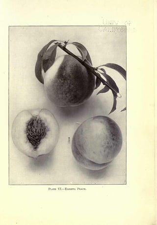 Cyclopedia of Hardy Fruits; by U. P. Hedrick (1922) 