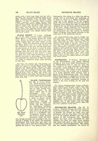 Cyclopedia of Hardy Fruits; by U. P. Hedrick (1922) 