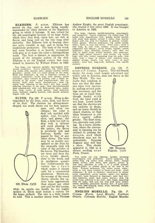 Cyclopedia of Hardy Fruits; by U. P. Hedrick (1922) 