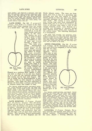 Cyclopedia of Hardy Fruits; by U. P. Hedrick (1922) 
