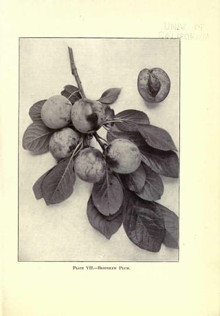 Cyclopedia of Hardy Fruits; by U. P. Hedrick (1922) 