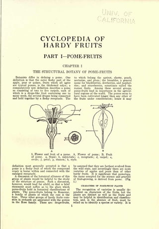 CYCLOPEDIA OF
                            HARDY FRUITS
                             PART         I    POME-FRUITS
                                 CHAPTER I
                    THE STRUCTURAL BOTANY OF POME-FRUITS
  Botanists differ in defining a pome.     One      to  which belong the apricot, cherry, peach,
definition is that the outer fleshy part of the     nectarine, and plum; the brambles, a general
apple, pear or quince, fruits which all agree       name for blackberries, dewberries, and raspber-
are typical pomes, is the thickened calyx; a        ries; and strawberries, sometimes called the
comparatively new definition describes a pome       runner fruits.    Among these several groups,
as consisting of two to five carpels, each of       pome-fruits lead in importance in the agricul-
which is a drupe-like fruit containing one to       tural regions of the world. The pomes seem to
many seeds, the several drupes being connected      have been cultivated longer than any other of
and held together by a fleshy receptacle. The       the fruits under consideration; hence        it   may




                   1. Flower and fruit of a pome.   A, Flower of pome; B, Fruit
                   of pome,   a, Sepal; b, calyx-tube; c, receptacle; d, carpel; e,
                   ovule; j, petal; g, stamen; h, style.

definition     most generally accepted is that a    be assumed that they are farthest evolved from
pome    is   a fleshy fruit of which the compound   the wild state, and accordingly there are more
ovary   is   borne within and connected with the    varieties of apples and pears than of other
enlarged receptacle.                                hardy fruits. It is significant that pomology,
  A discussion of the botanical alliances of this   the name accepted for the science and practice
group of plants would be helpful to the study       of fruit-growing, is derived from pome.   (Fig.
of the structure of pomes. Such a discussion,
however, would lead far afield, so that a brief
                                                            CHARACTERS OF POME-FRUIT PLANTS
statement must suffice as to the place which
pome-fruits hold in botanical classifications of      The   recognition of varieties   is   usually de-
plants.  The pome-fruits belong to Rosaceae,        pendent on characters of the       fruits,  but the
a family of plants of which the rose is the         plants are distinct as well as the fruits and
type. Three other groups of hardy fruits com-       may be   helpful in identification and classifica-
mon in orchards are associated with the pomes       tion, and, in the absence of fruit, must be
in the Rose family. These are: drupe-fruits,        relied on to identify a species or variety. It is
 