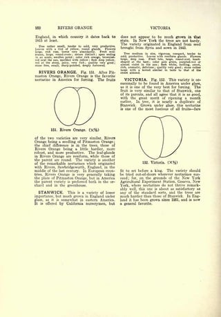 Cyclopedia of Hardy Fruits; by U. P. Hedrick (1922) 