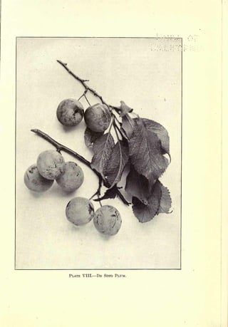 Cyclopedia of Hardy Fruits; by U. P. Hedrick (1922) 