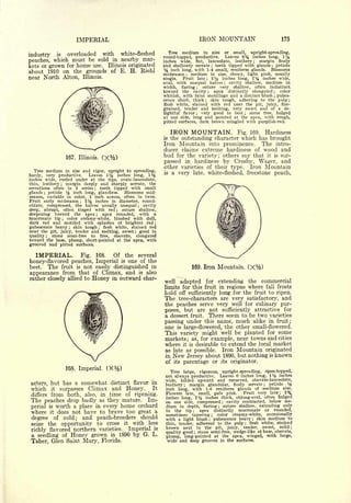 Cyclopedia of Hardy Fruits; by U. P. Hedrick (1922) 