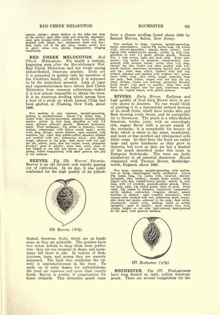 Cyclopedia of Hardy Fruits; by U. P. Hedrick (1922) 