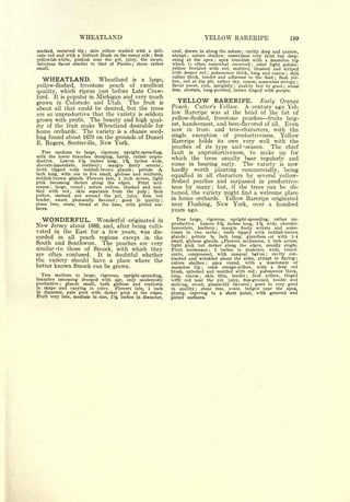 Cyclopedia of Hardy Fruits; by U. P. Hedrick (1922) 