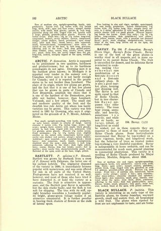 Cyclopedia of Hardy Fruits; by U. P. Hedrick (1922) 