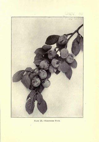 Cyclopedia of Hardy Fruits; by U. P. Hedrick (1922) 