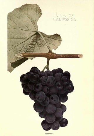 Cyclopedia of Hardy Fruits; by U. P. Hedrick (1922) 