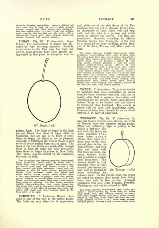 Cyclopedia of Hardy Fruits; by U. P. Hedrick (1922) 