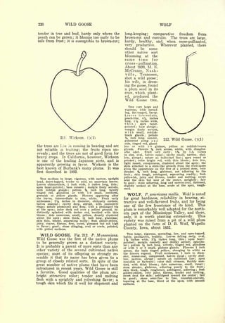 Cyclopedia of Hardy Fruits; by U. P. Hedrick (1922) 